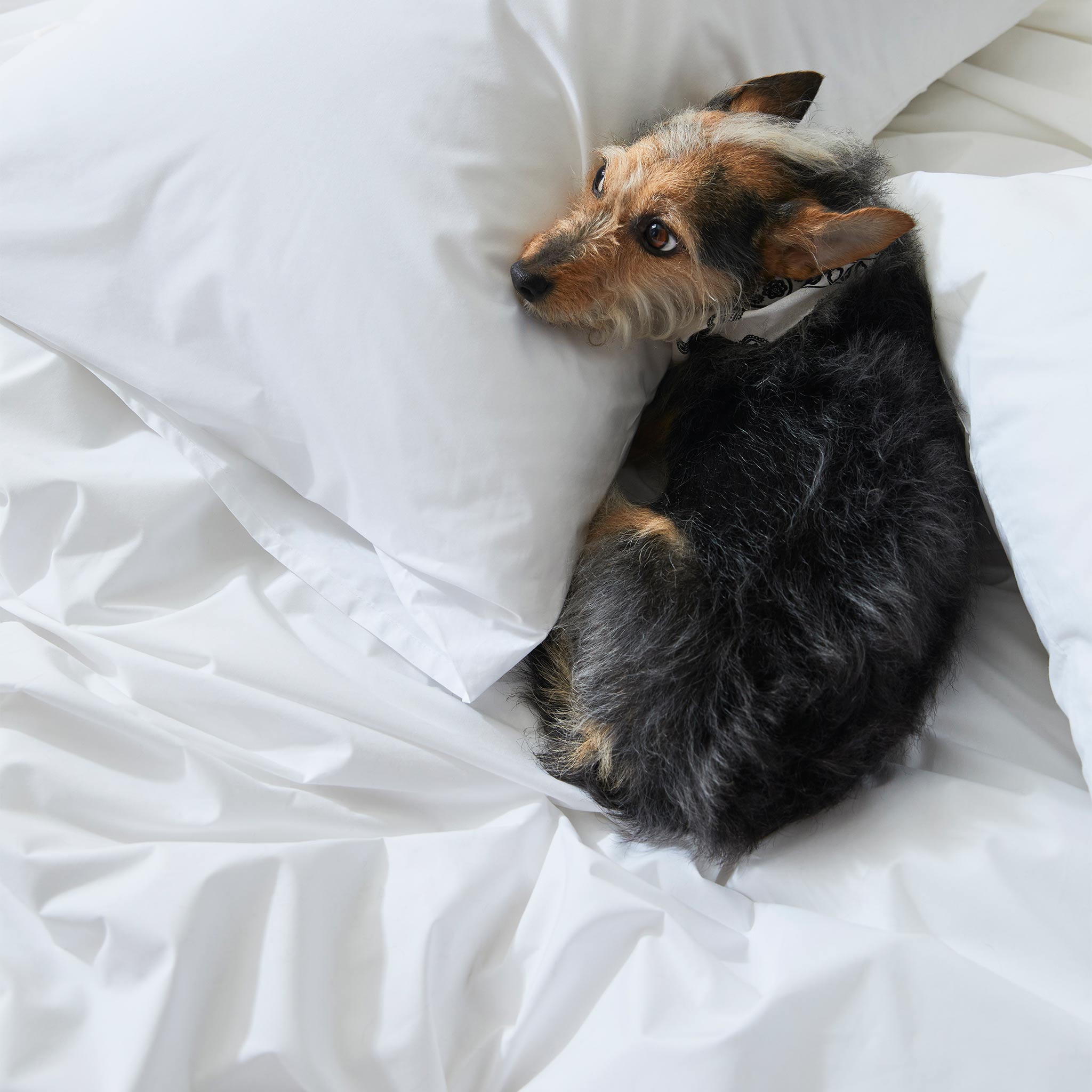 Classic Percale Core Sheet Set G2