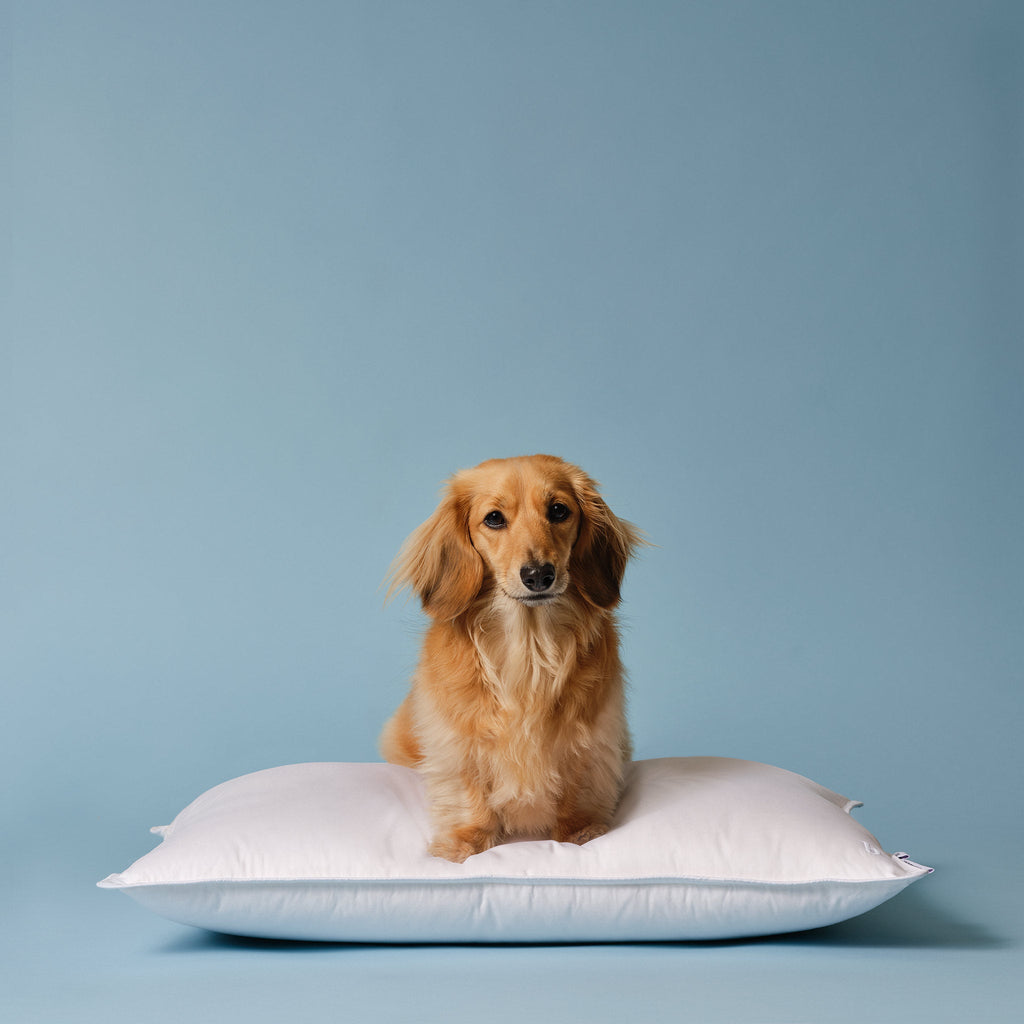 Down Pillow E2