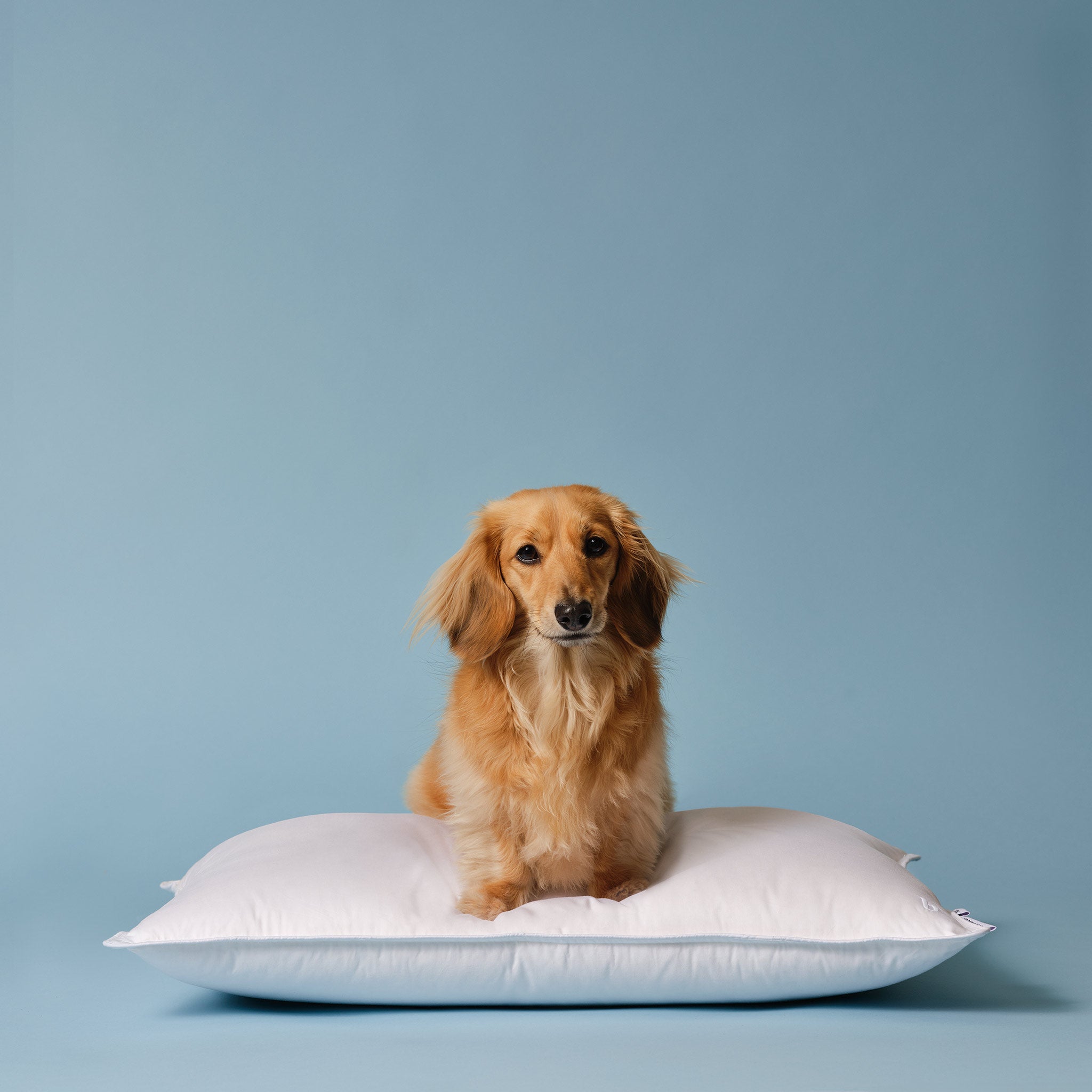 Down Pillow E2