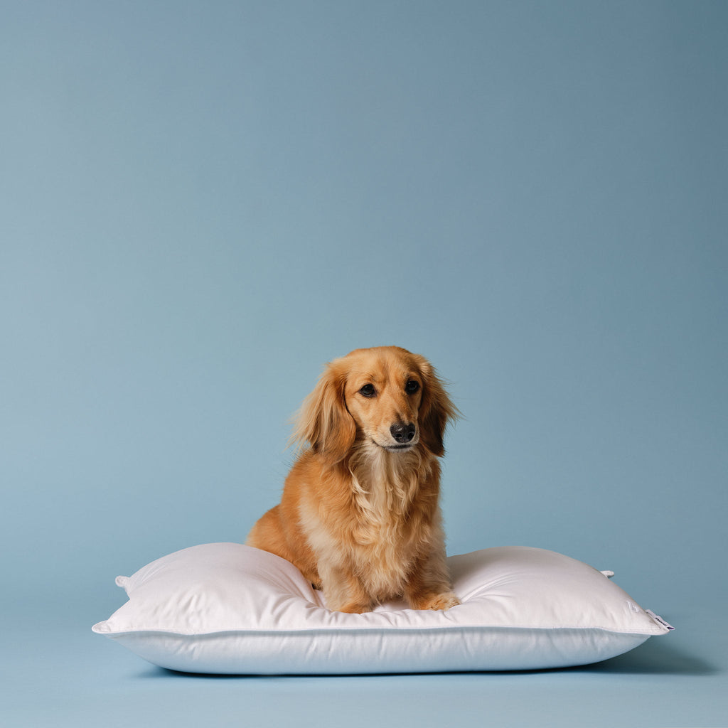 Down Pillow E2