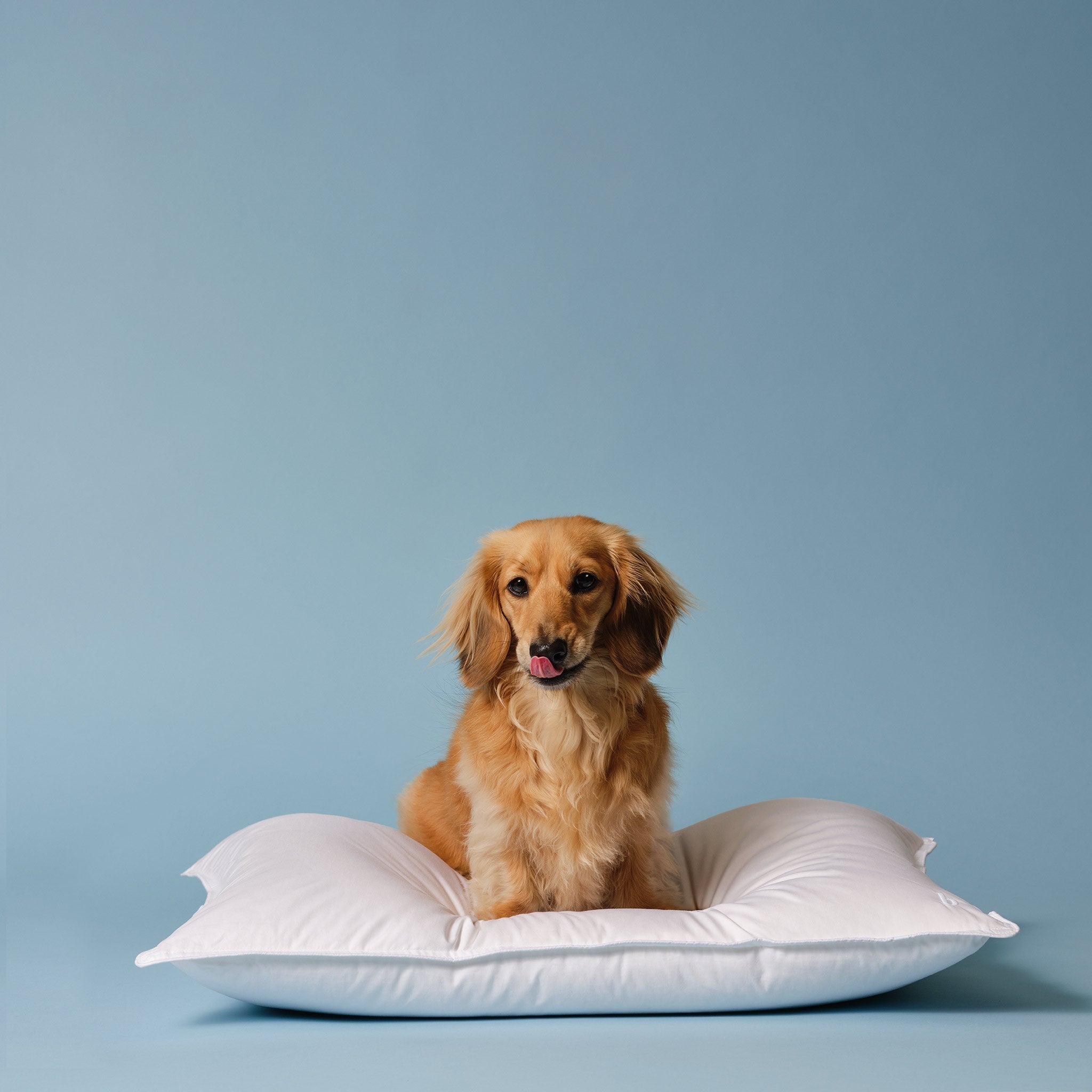 Down Pillow E2